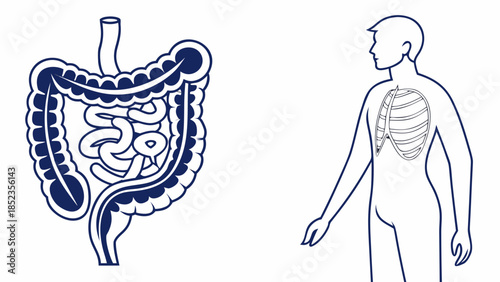 Detailed human digestive system and respiratory anatomy illustrations