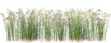 Tall wild grass isolated transparent background