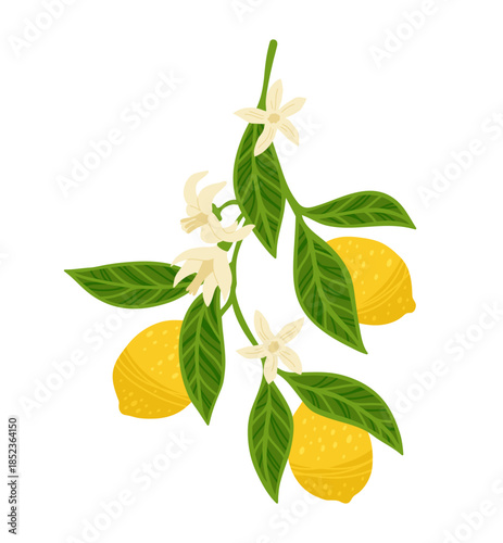 Lemon tree branch textured vector illustration. Citrus twig leafage lemon with leaves and flowers. Fresh juicy citrus abstract whole lemon art. Decorative fruits painting hand drawn design elements