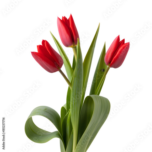Vibrant red tulip flowers with fresh green leaves isolated background