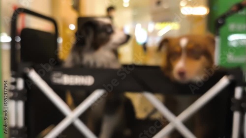 Blurred dogs in the trolley , lndoor Chiangmai Thailand.