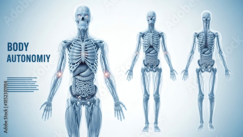 3d rendered medical x-ray anatomy illustration of a human body showing a painful shoulder bone and muscular system within a male silhouette for science health and medicine