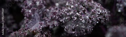 Closeup of ornamental Scarlet Bor Kale leaves with water drops, dark purple, beautiful patterns in nature

