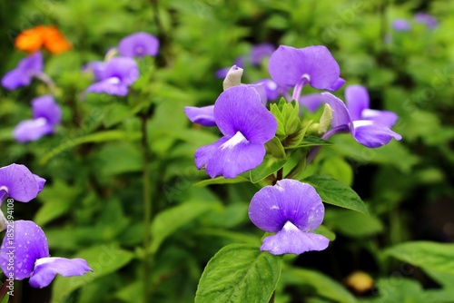 Brazilian Snapdragon flowers (Otacanthus caeruleus Lindl) in a garden