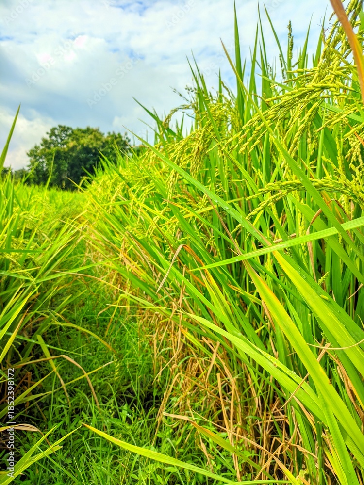 Fototapeta premium Close-up of green paddy rice field with ripe golden ears under a cloudy blue sky. Agricultural landscape of rice plantation in the countryside.