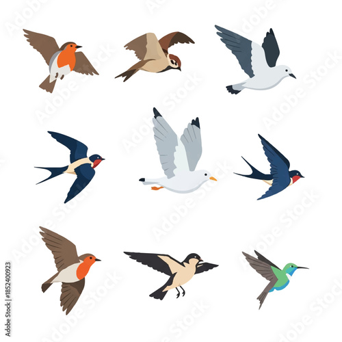 Collection of Various Birds in Flight.