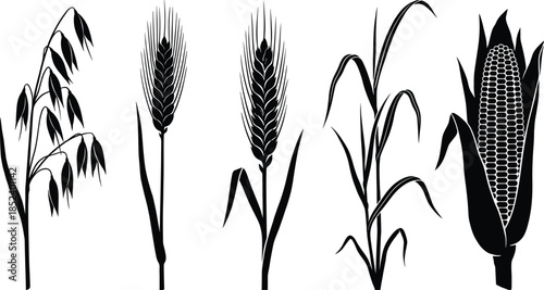 Cereal crops silhouette set, wheat barley oat corn plants, agricultural harvest grain farming botany isolated vector illustration design