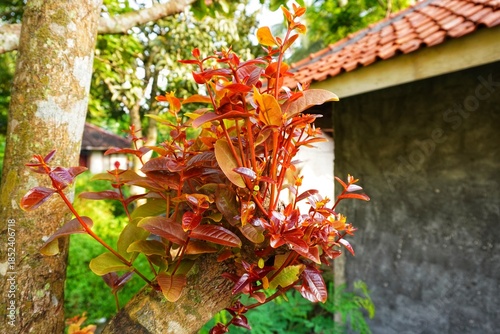 plant leaves appear on the cut stem