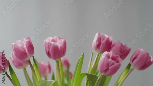 Close up of vibrant pink tulips blooming gently in soft focus against a light minimalist background for spring celebration concept and natural beauty