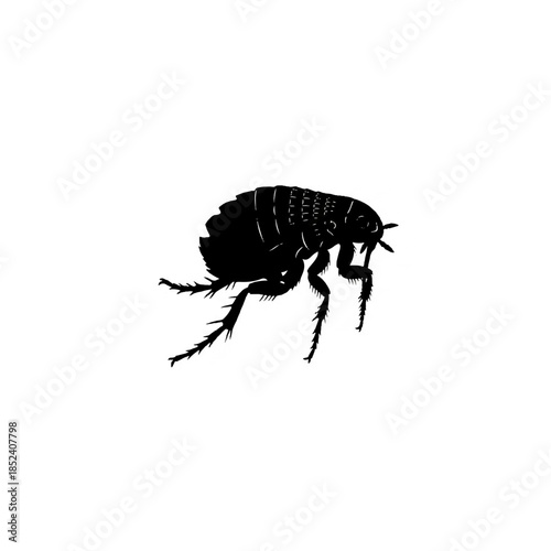 Flea Silhouette Illustration