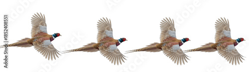Row of four male common pheasants in flight with open wings, isolated on transparent PNG background