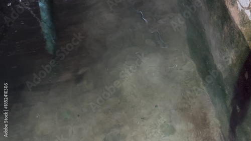 The group of sharks is swimming in the pond on the farm.