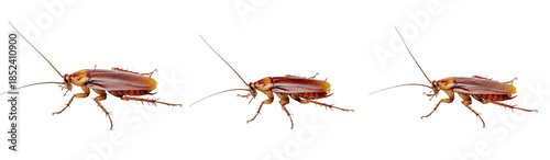 Brown Cockroach Collection on White Background