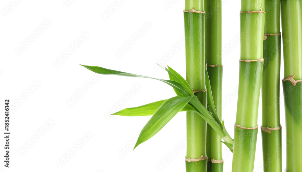 Obraz premium Green bamboo stalks and leaves surround a white background