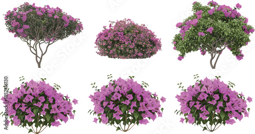 Pink bougainvillea flowering bush and tree vector illustration set for garden landscaping, tropical plants, decorative nature design collection artwork assets