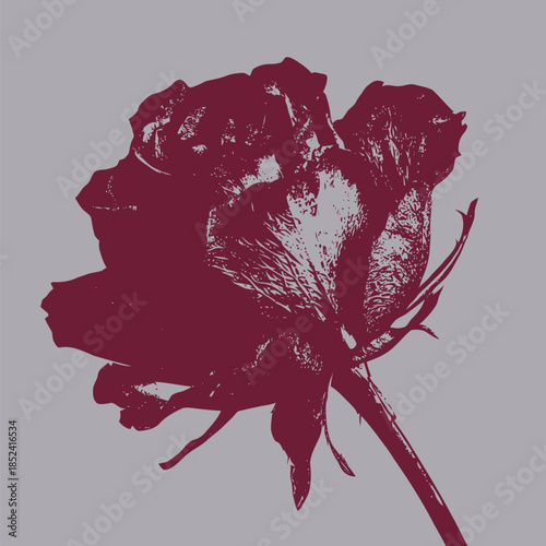 Artistic silhouette of a wilted flower in deep burgundy color on a grey background