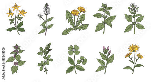 Collection of various hand-drawn medicinal herbs and wildflowers including dandelion St John's wort mint and other botanical species.