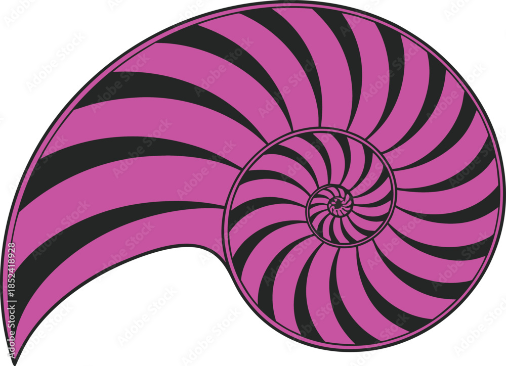 Obraz premium Pink and Black Spiral Pattern Nautilus Shell