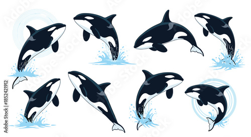 Dynamic set of killer whales in various action poses including jumping breaching and splashing in the water on white background.