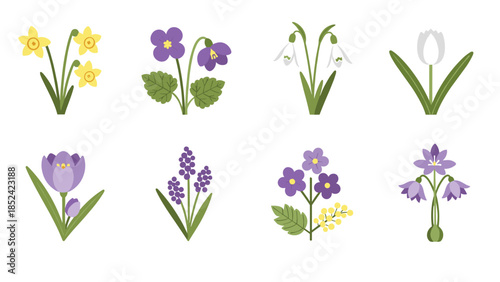 A lovely set of eight stylized spring flowers, including daffodil, crocus, tulip, and snowdrop, in a simple flat design.