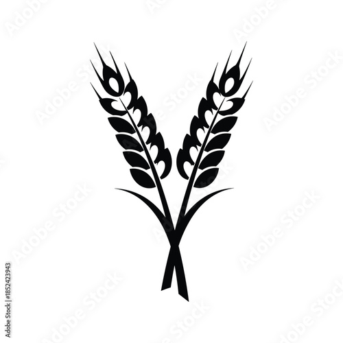 Black wheat ears tied together on white background