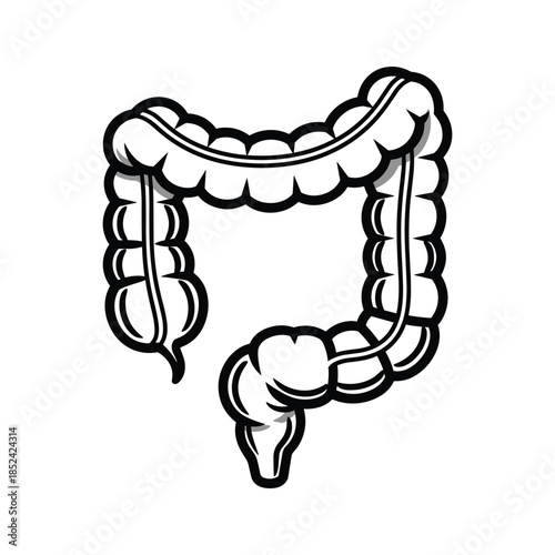 Human colon anatomy illustration black white