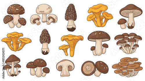 A large collection of various types of edible mushrooms, such as chanterelle, morel, and shiitake, in a vintage drawing style.
