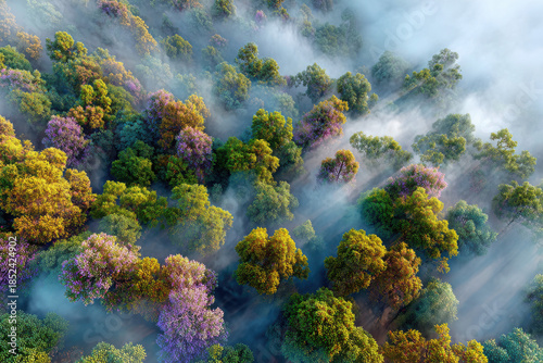 Colorful forest with mist and sunlight beams creating magical mood