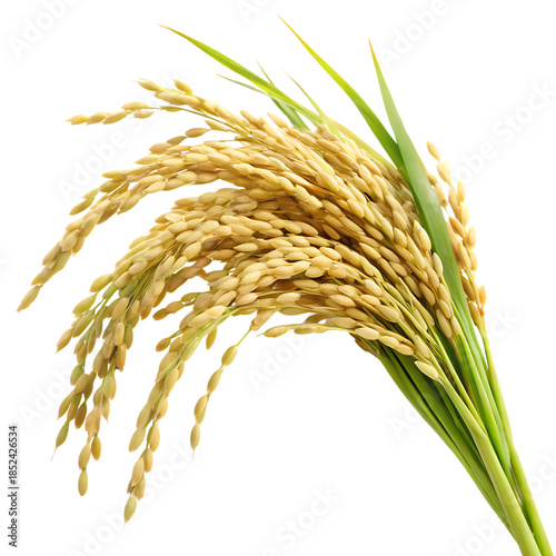 Rice Panicle Isolated on White Background