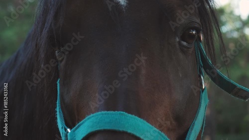 close up of adult brown horse in bridle looking at camera and neighing in enclosure, concept equestrian sports club, horse riding