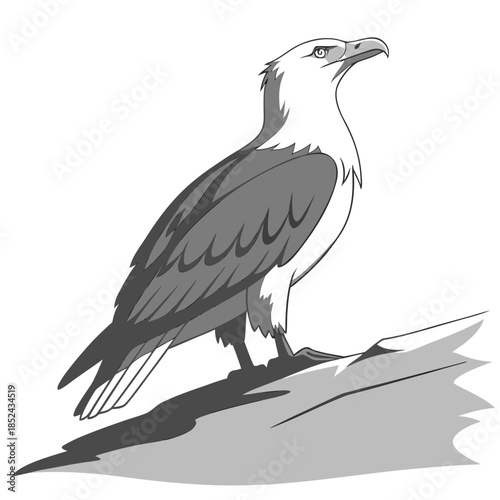 Grayscale eagle standing on rock with shadow bird white