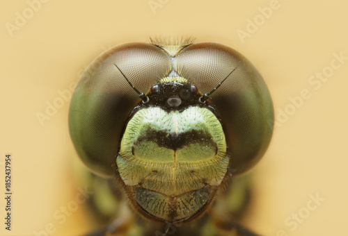 Tablou pe pânză Extreme macro close up of a dragonfly head and compound eyes details against a yellow background