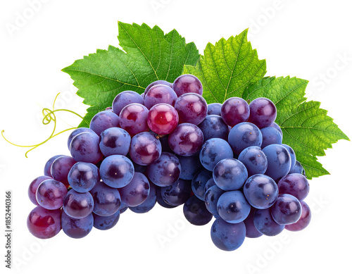 A close-up shot of a bunch of ripe grapes with vibrant hues. Green leaves and curling vines provide natural accents