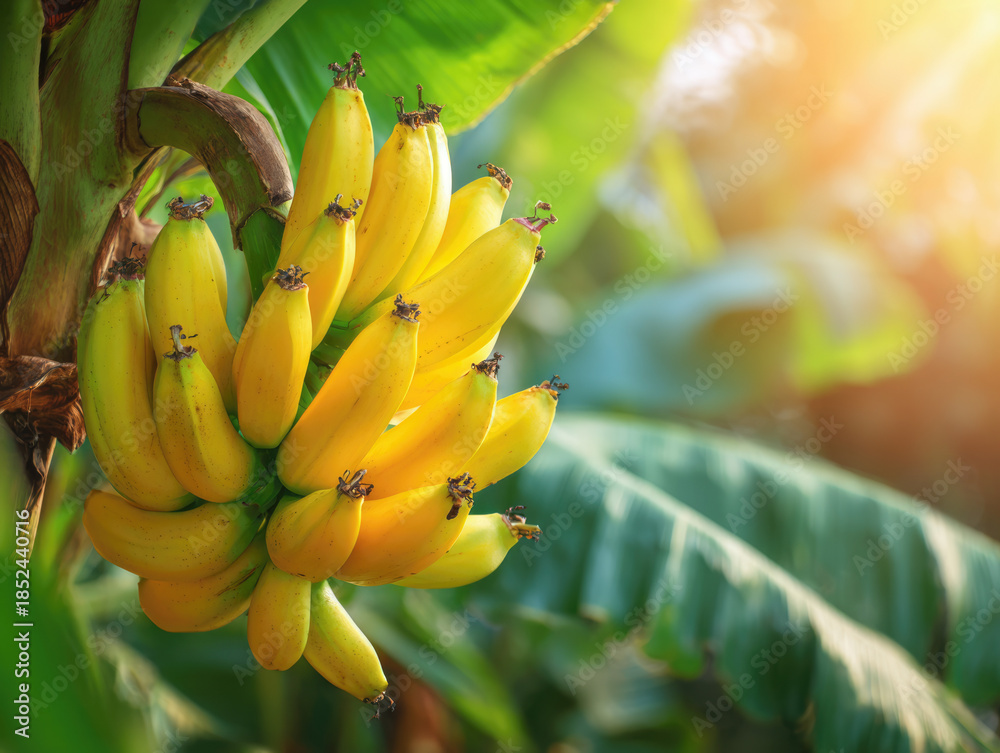 Naklejka premium ripe yellow banana fruit on tree at agriculture farm garden.