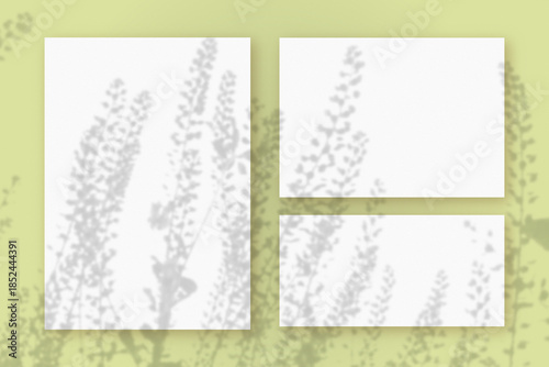Wallpaper Mural Natural light casts shadows from wildflowers on horizontal and vertical sheets of white paper lying on a green background. Mockup Torontodigital.ca