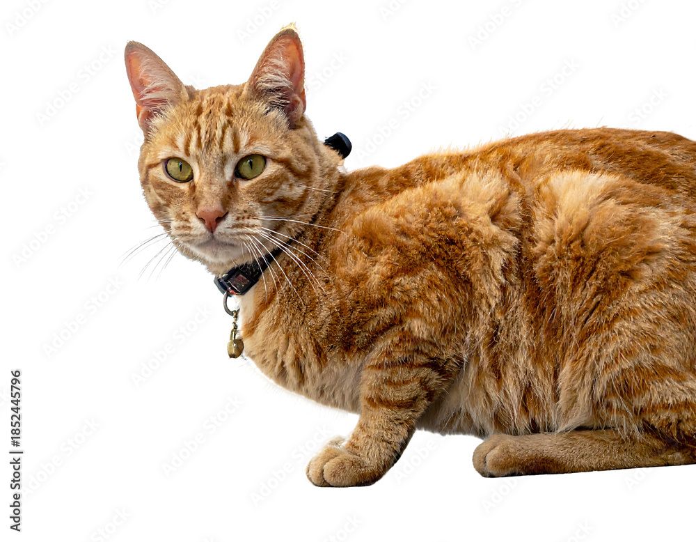 Fototapeta premium A close-up portrait of a ginger cat with green eyes and a collar, posing on a black background