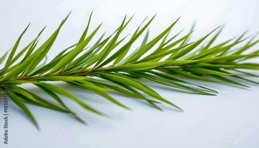 Fototapeta premium A close up of a branch with green needles, which appears to be a type of evergreen plant, possibly pine or fir. The branch is set against a plain background that does not distract from the subject