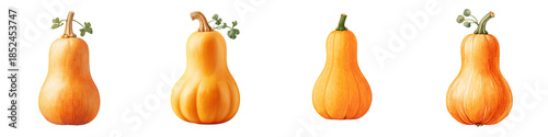 Butternut Squash Variety: Collection of Orange Pumpkins Isolated on White
