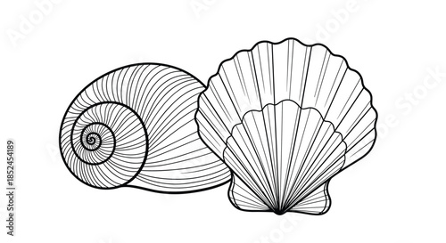 Detailed black and white line art illustration of a snail shell and a scallop shell perfect for a coloring book or marine theme.