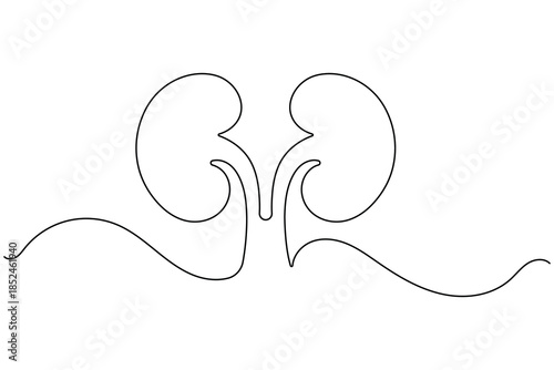 One line drawing of human kidneys pair on white background for medical health concept