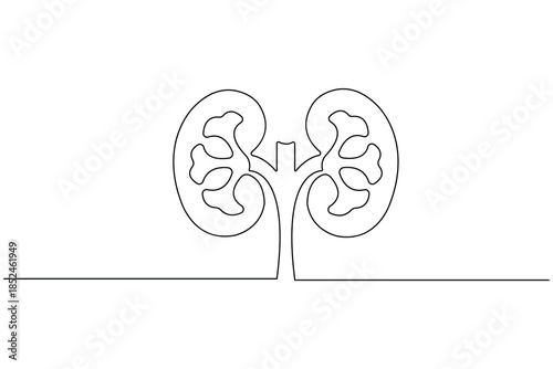 One line art of human kidneys showing internal structure for medical and biological use
