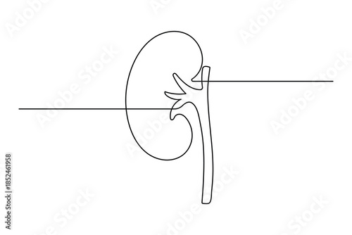 Continuous line drawing of a single human kidney organ for healthcare and urology symbols