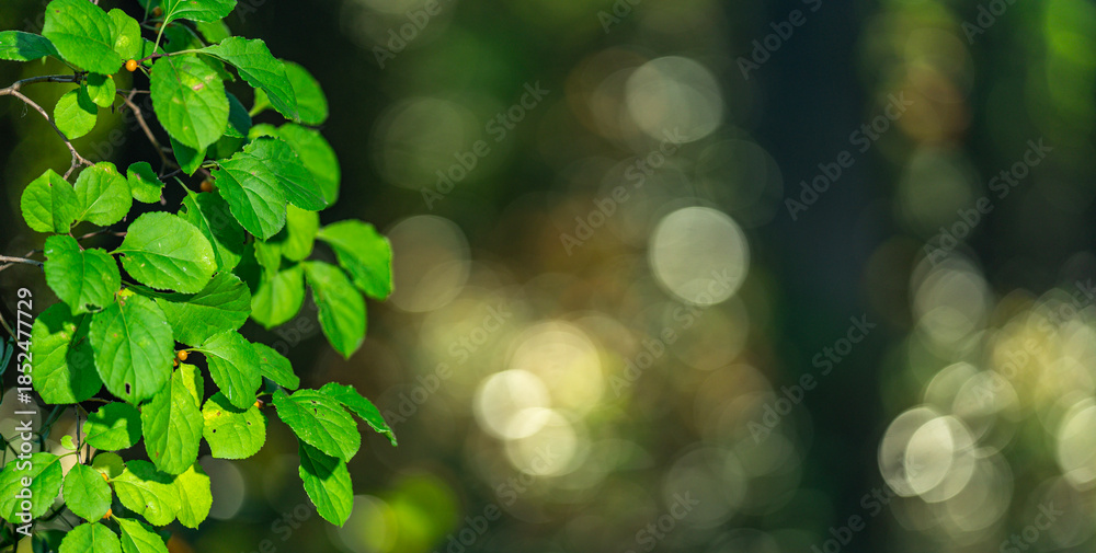 Fototapeta premium Green nature background. Soft blurred of green forest. Eco environment with green foliage. Green leaves in natural light. Bokeh leafy textures for eco design. Wide panorama of forest greenery.
