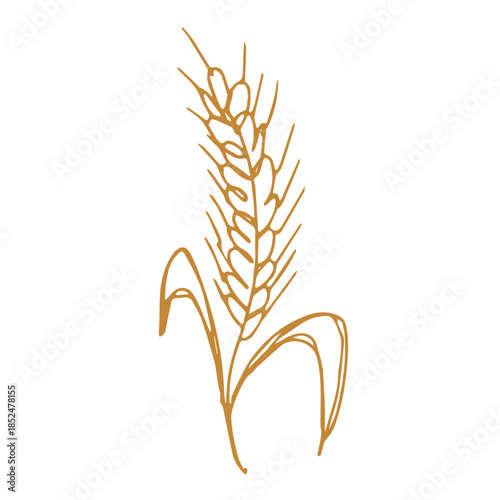 Hand drawn cereal wheat oat rye barley rice ears spikelet clipart Organic wheat bread agriculture farming harvest healthy food Single element for print packaging label design decor