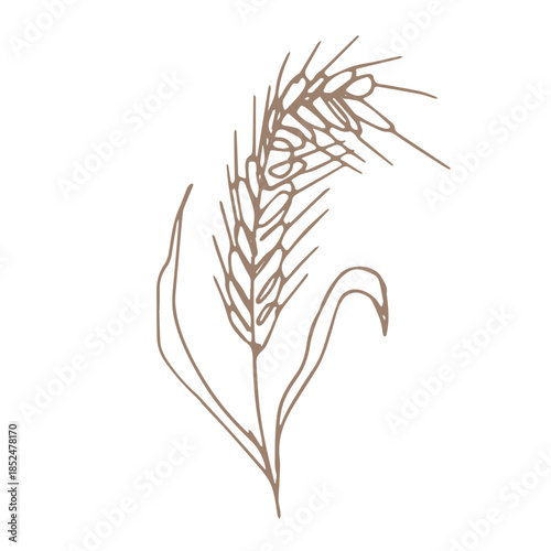 Hand drawn cereal wheat oat rye barley rice ears spikelet clipart Organic wheat bread agriculture farming harvest healthy food Single element for print packaging label design decor