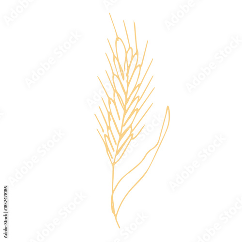 Hand drawn cereal wheat oat rye barley rice ears spikelet clipart Organic wheat bread agriculture farming harvest healthy food Single element for print packaging label design decor