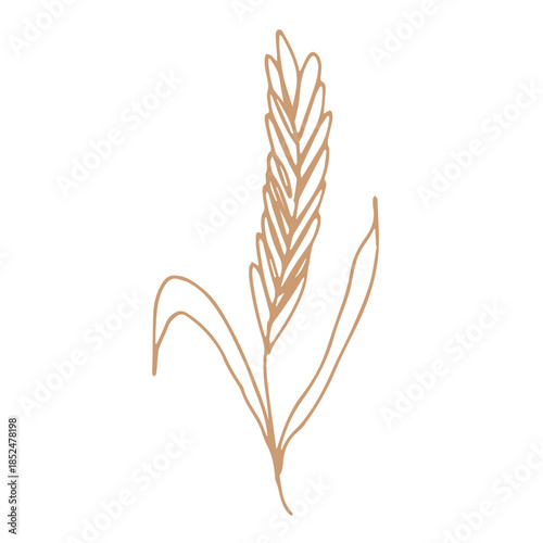 Hand drawn cereal wheat oat rye barley rice ears spikelet clipart Organic wheat bread agriculture farming harvest healthy food Single element for print packaging label design decor