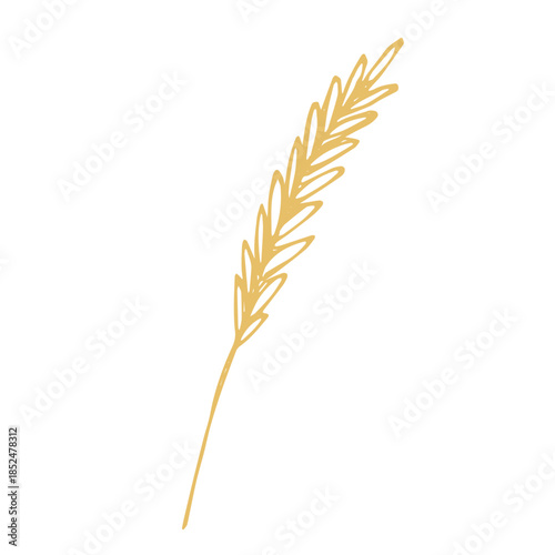 Hand drawn cereal wheat oat rye barley rice ears spikelet clipart Organic wheat bread agriculture farming harvest healthy food Single element for print packaging label design decor