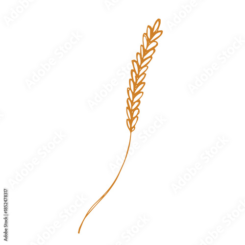 Hand drawn cereal wheat oat rye barley rice ears spikelet clipart Organic wheat bread agriculture farming harvest healthy food Single element for print packaging label design decor
