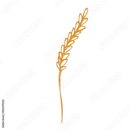 Hand drawn cereal wheat oat rye barley rice ears spikelet clipart Organic wheat bread agriculture farming harvest healthy food Single element for print packaging label design decor